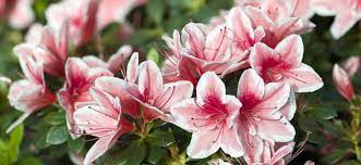 Советы по уходу за азалией и бегонией