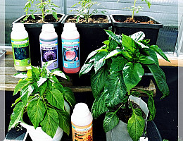 Помидорчики, огурчики и другое