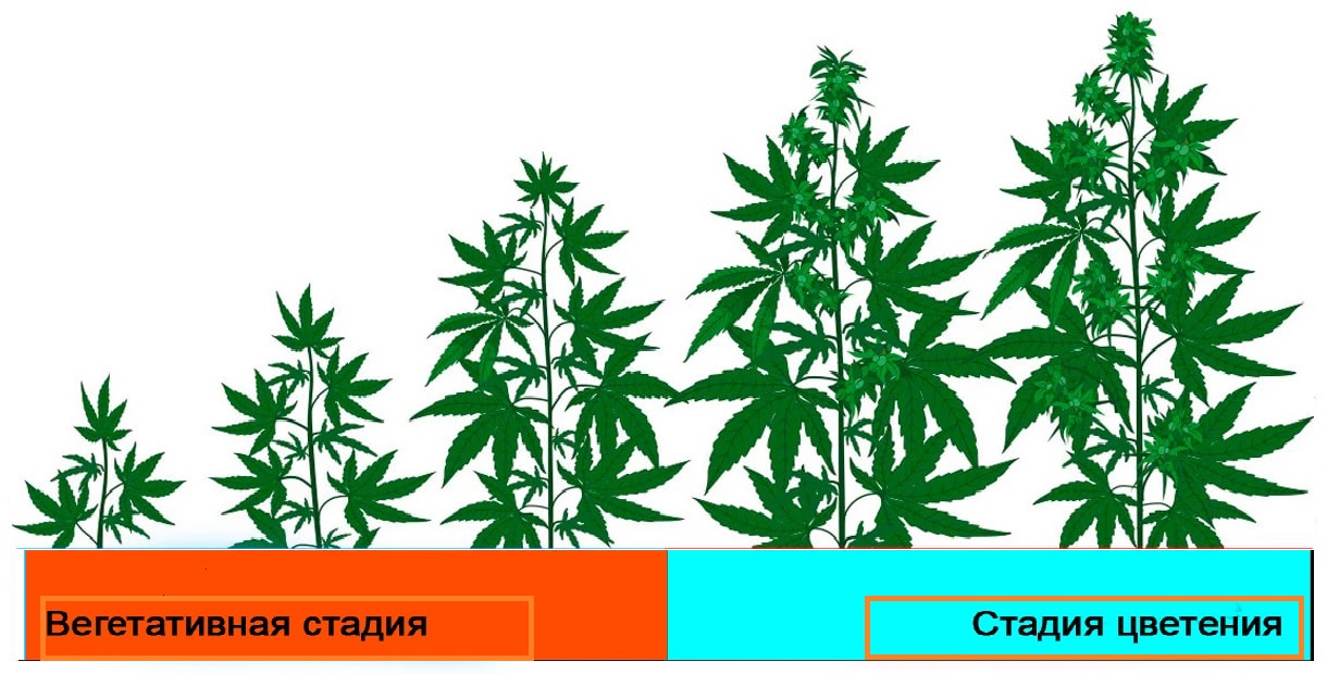 периоды роста марихуаны