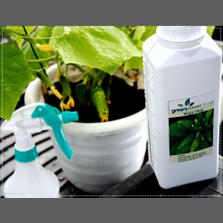 Stimulateur de croissance Mega Vega /Mega Vega pour vega