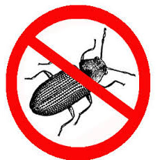 Pulvériser la puissance du Neem