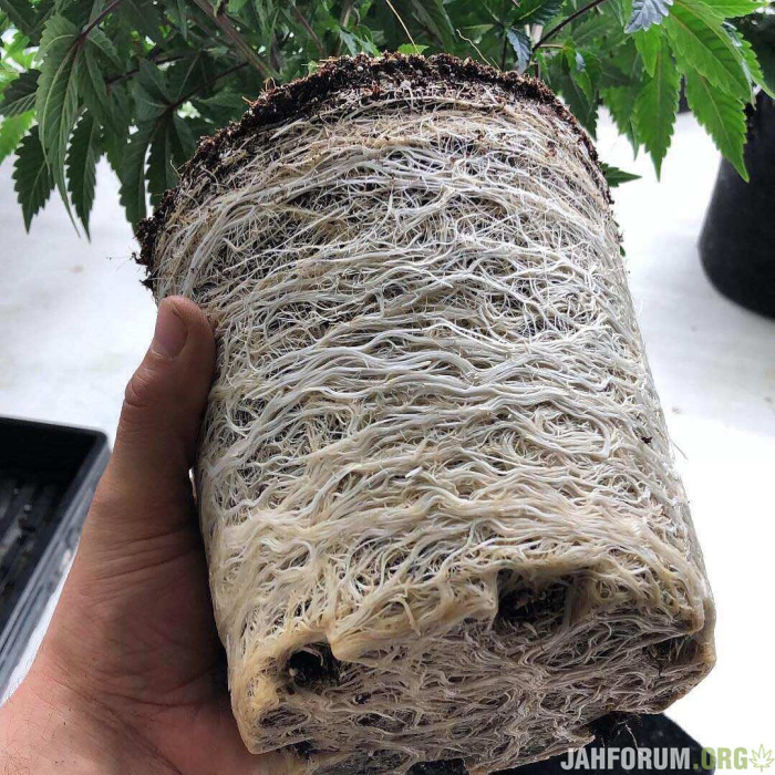 Микориза сухая