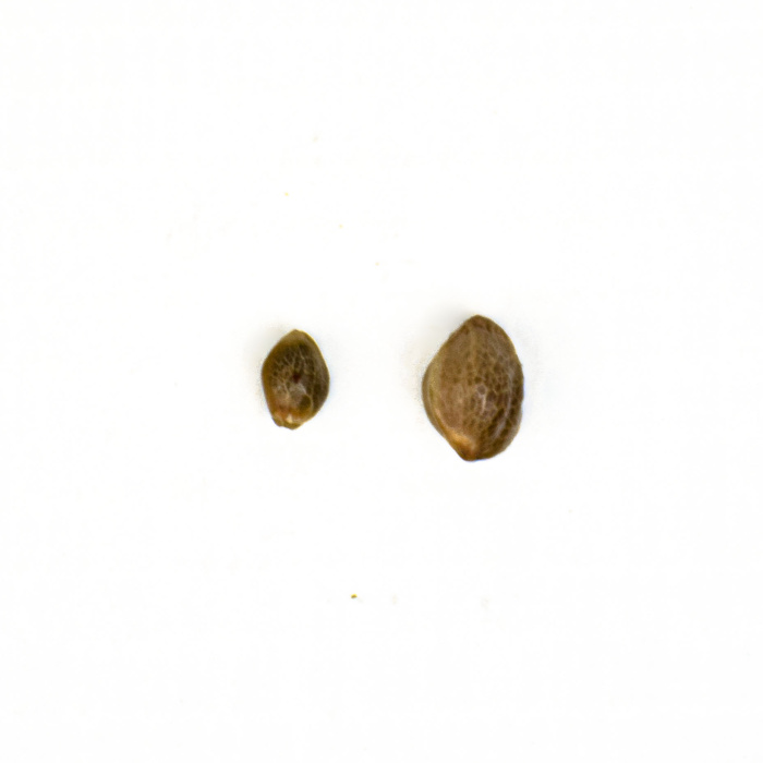 SEEDS