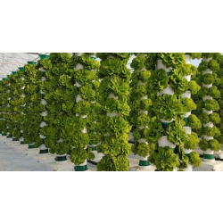 culture hydroponique verticale