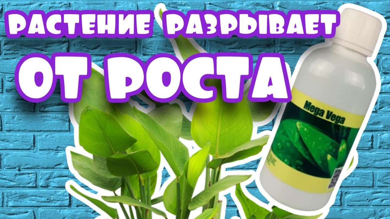 Мега Вега – стимулятор зростання для веги
